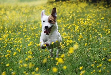 jack-russell-terrier Run.jpg