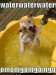 funny-dog-pictures-water-omg.jpg