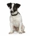 Jack-Russell-Terrier-2-picture.jpg
